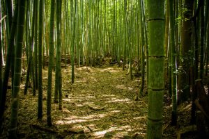 bamboo-soil