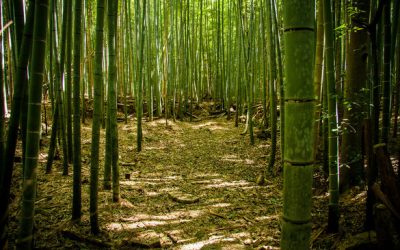 When is Bamboo sustainable?