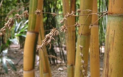 About Bamboo