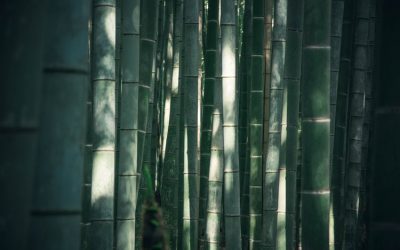 The Incredible Bamboo Plant – Fastest Growing Plant In The World