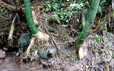 Environmental Impact of Guadua Bamboo