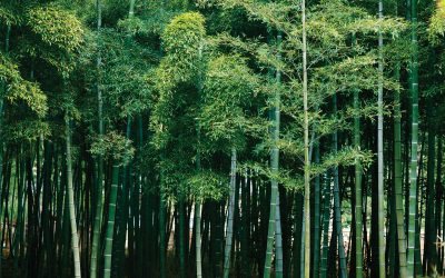 Bamboo as renewable Eco-friendly building material