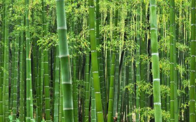 Interesting bamboo facts