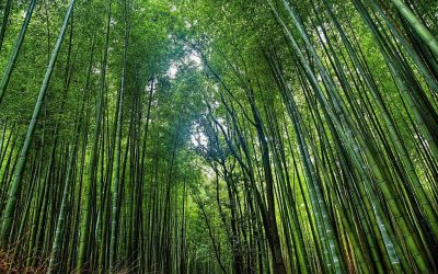 The story of National Bamboo Mission