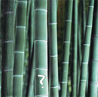 Diy Guide On How To Plant Clumping Bamboo