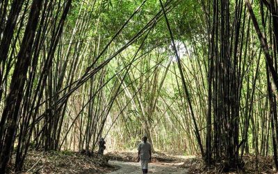 PHL eyes more bamboo exports