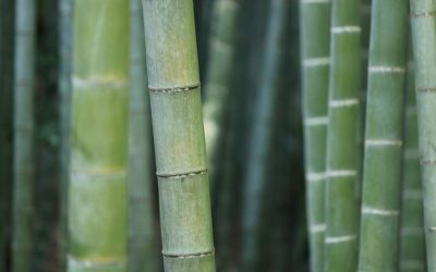Visualizing heat flow in bamboo could help design more energy-efficient and fire-safe buildings