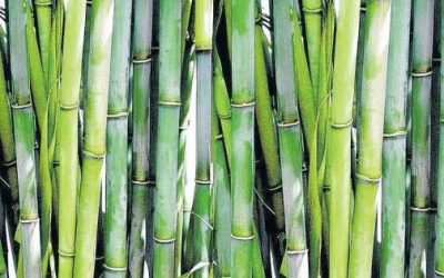 Is bamboo a tree or a grass?