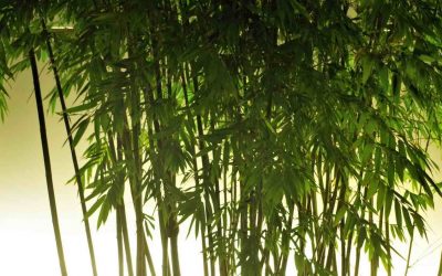 Pros And Cons Of Planting Bamboo In Gardens