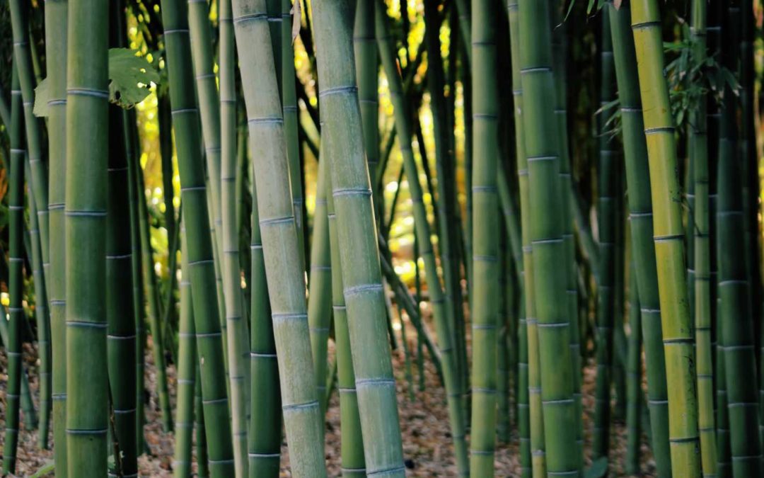 Bamboo as an Alternative Investment