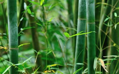 BAMBOO’S 1,500 USES…The Importance of Product – Species Selection for Bamboo