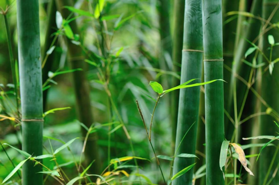 BAMBOO’S 1,500 USES…The Importance of Product Species Selection for