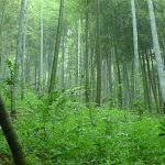bamboo-plantation