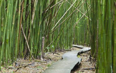 BAMBOO GROWS ANYWHERE……. The Importance of Site-Species Selection for Bamboo