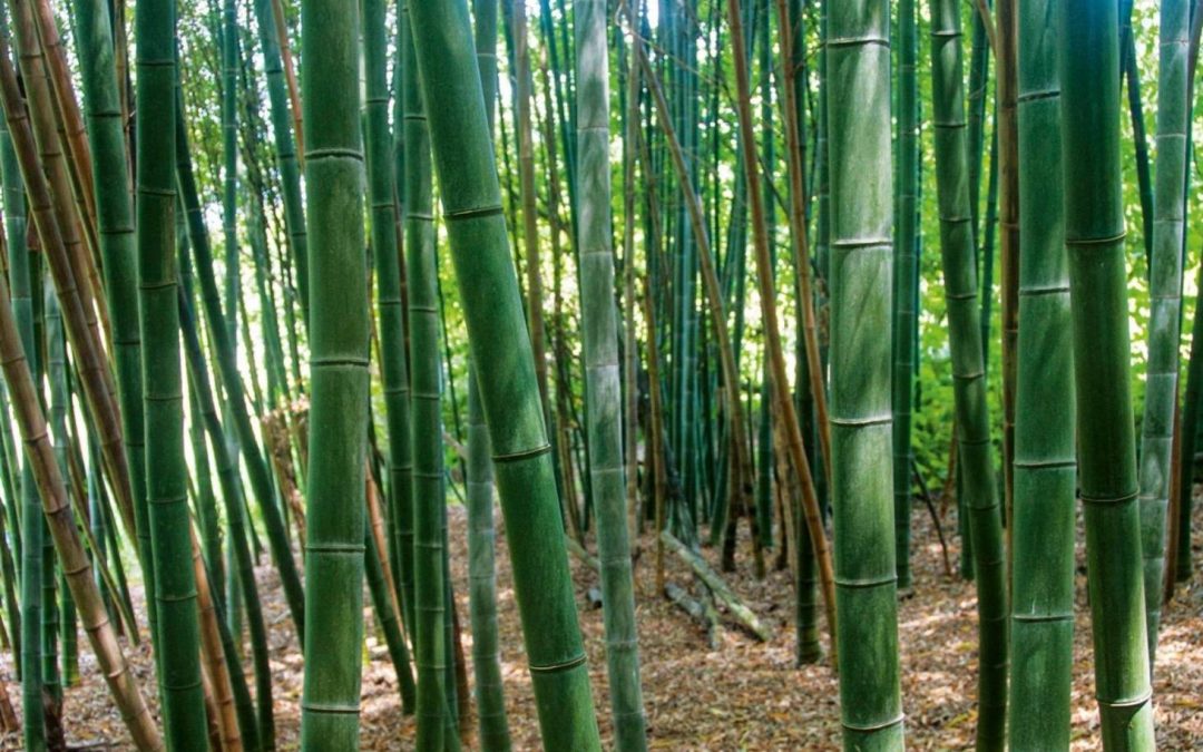 The Best 4 Types of Bamboo Used in Construction