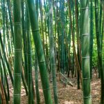 Philippine Bamboo