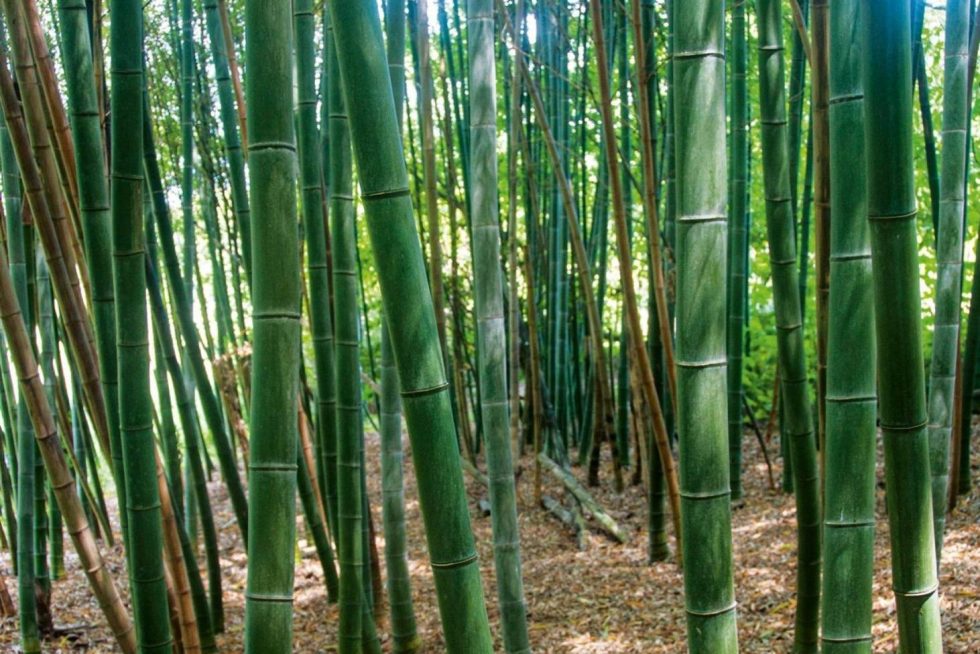 new-amazing-uses-for-bamboo-and-its-importance-in-the-philippines