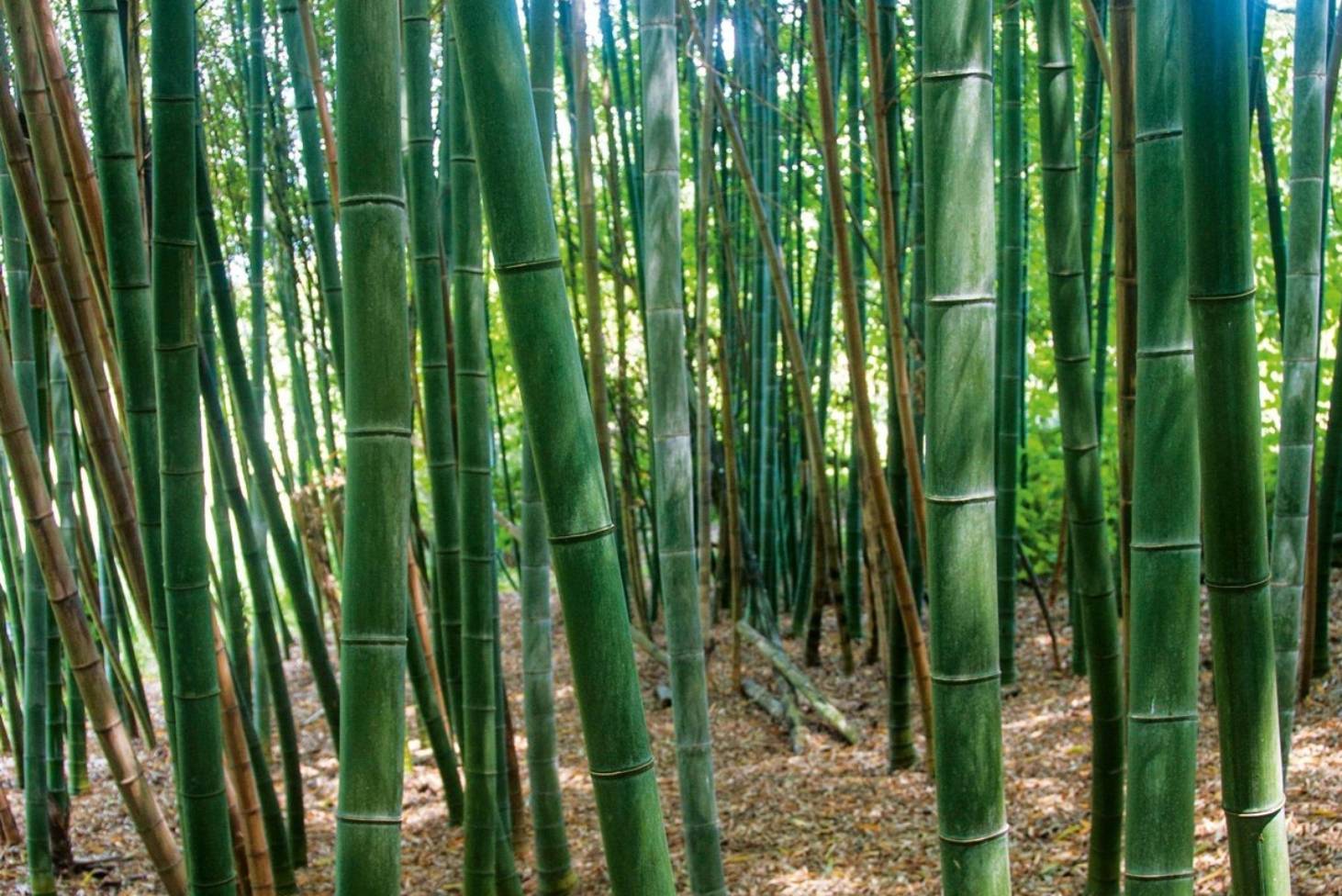 Philippine Bamboo