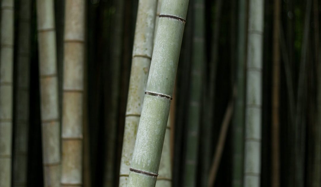 Factors affecting macropropagation of bamboo with special reference to culm cuttings: a review update