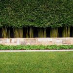 bamboo-hedge