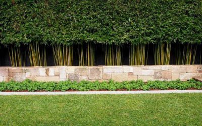 How To Create Your Own Bamboo Hedge