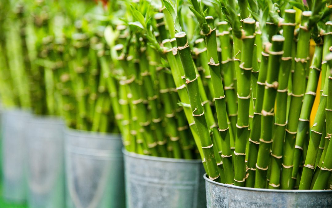 9 Exciting Bamboo Facts