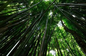 bamboo-water