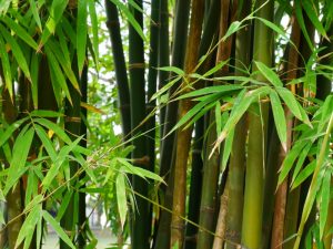 bamboo-plant