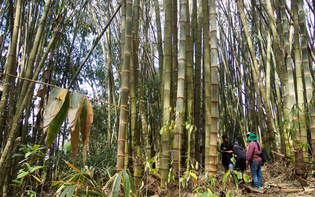 How to Choose the Right Bamboo Building Course: 10 Questions to Ask Before You Enroll