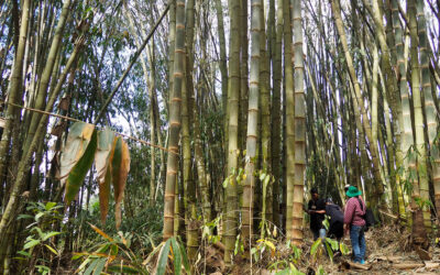 How to Choose the Right Bamboo Building Course: 10 Questions to Ask Before You Enroll